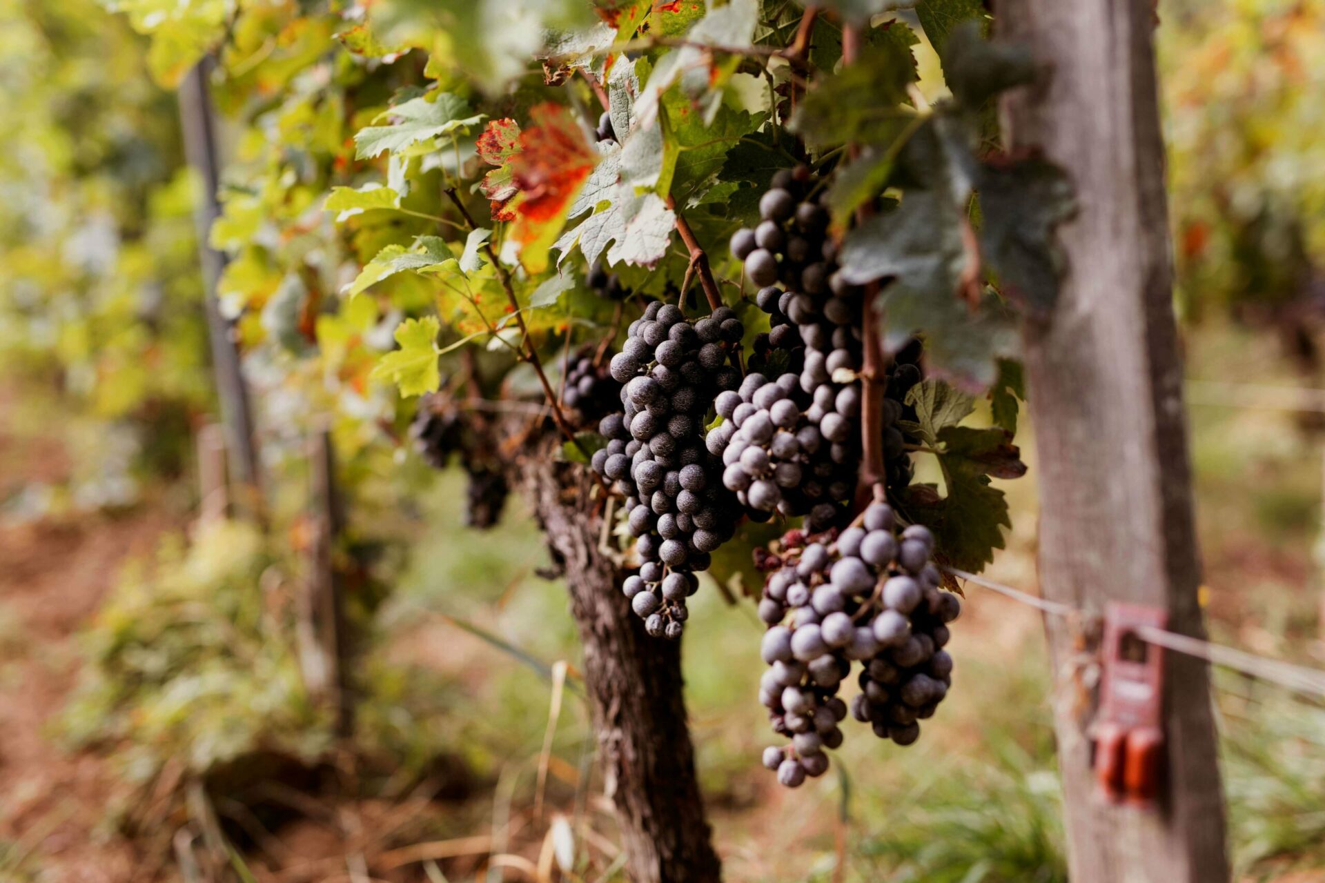 vigne raisin domaine de l'a Vigne raisin domaine de l'A