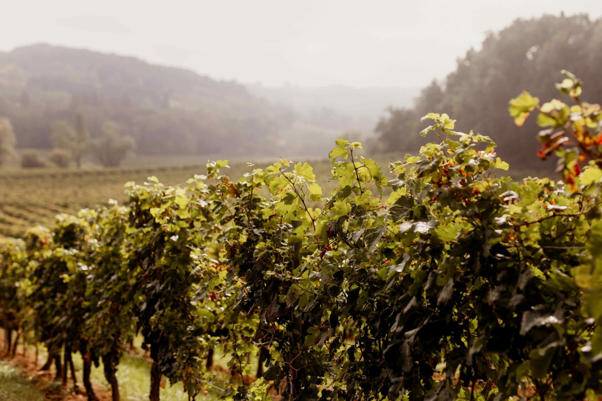 vignoble ensoleillé domaine de l'a Vignoble ensoleillé domaine de l'A